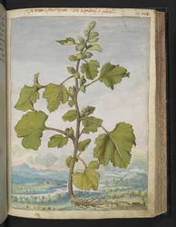 Xanthium strumarium, från "Paintings of Flora of the Roman States" av Gherardo Cibo, Add MS 22333, f110r, c.1564-84 (akvarell & gouache på papper)