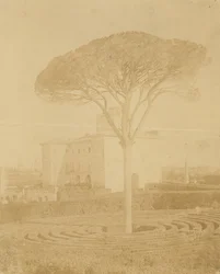 [Träd i formell trädgård utanför Palazzo], 1860-70-tal.