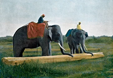 Elefanter som flyttar en stock, Ceylon, c1890