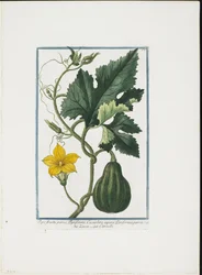 Vegetable Print, från Hortus Romanus, Vol. I eller II, 1772-93 (sticksticksgravyr, handfärgad gouache)