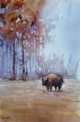 Bison i höstdimma