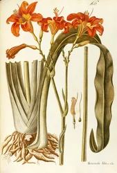 Orange daglilja (Hemerocallis fulva), Liliaceae av Giovanni Antonio Bottione, akvarell