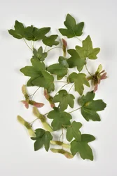 Campestre Acer/Country Maple/Small Maple