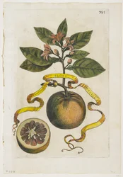 Aurantium Double Flore, från Hesperides, 1646