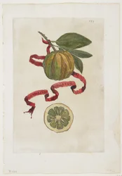 Aurantium Virgatum, från Hesperides, 1646