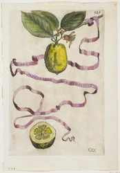 Idem Aurantium Limonis Effigle, från Hesperides, 1646