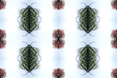 Onaturlig 110 (digitalt manipulerat foto)