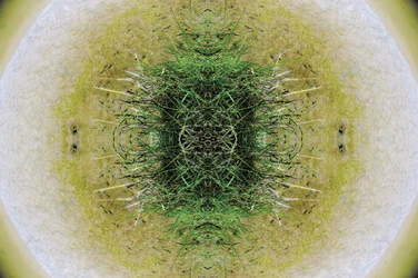 Onaturlig 6.1 (digitalt manipulerat foto)