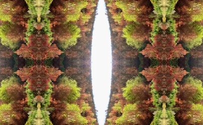 Onaturlig 81 (digitalt manipulerat foto)