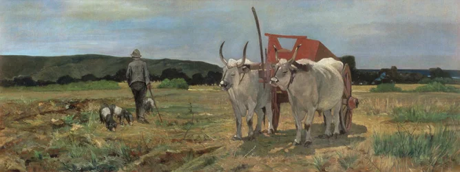 Oxkärra i toskanska Maremma