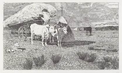 Oxar spända för en kärra (Maremma)