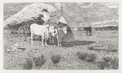 Oxar okade till vagnen (Maremma)