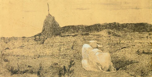Pio Bove (From eller fredlig oxe) av Giovanni Fattori (1825-1908), etsning