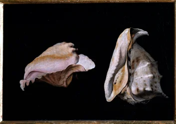 Två skal (stilleben med snäckskal) Målning av Filippo Napoletano (1587-1629) 1618 Dim 39x56 cm Florens, palazzo Pitti