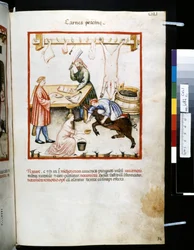 Theatrum sanitatis av Ububchasym de Baldach: "Carnes Porcinae", första decenniet av 1300-talet (miniatyr)