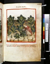 Theatrum sanitatis av Ububchasym de Baldach: "Caules Onati", första decenniet av 1300-talet (miniatyr)
