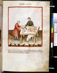 Theatrum sanitatis av Ububchasym de Baldach: Cerebra Animalium", första decenniet av 1300-talet (miniatyr)