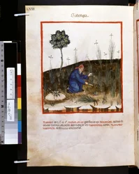 Theatrum sanitatis av Ububchasym de Baldach: "Galenga", 1300-talets första decennium (miniatyr)