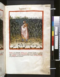 Theatrum sanitatis av Ububchasym de Baldach: "Liquiritia", 1300-talets första decennium (miniatyr)