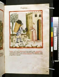 Theatrum sanitatis av Ububchasym de Baldach: "Napones", 1300-talets första decennium (miniatyr)