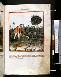 Theatrum sanitatis av Ububchasym de Baldach: "Pastinace", 1300-talets första decennium (miniatyr)