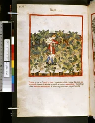 Theatrum sanitatis av Ububchasym de Baldach: "Våldtäkt", 1300-talets första decennium (miniatyr)
