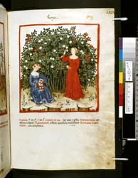 Theatrum sanitatis av Ububchasym de Baldach: "Roxe", 1300-talets första decennium (miniatyr)