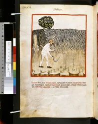 Theatrum sanitatis av Ububchasym de Baldach: "Siligo", 1300-talets första decennium (miniatyr)