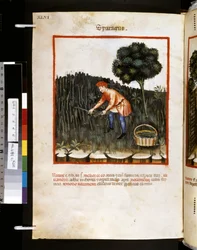 Theatrum sanitatis av Ububchasym de Baldach: "Sparagus", 1300-talets första decennium (miniatyr)