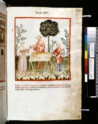 Theatrum sanitatis av Ububchasym de Baldach: "Vinum Album", första decenniet av 1300-talet (miniatyr)