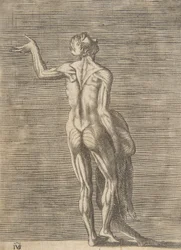 Flätad man med vänster hand på höften, håller huden i höger hand, ca. 1531-76.
