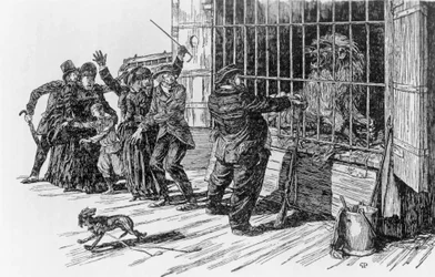 Tartarin och lejonburen, illustration för Tartarin på Alperna av Alphonse Daudet Milan