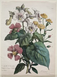 Naturhistorisk lektion, som innehåller djurrikets huvudarter, klassificerad metodiskt: Martynia eller Unicorn Plant