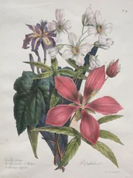 Naturhistorisk kurs, som innehåller djurrikets huvudarter, klassificerad metodiskt: Iris, afrikansk hampa och Ketmia