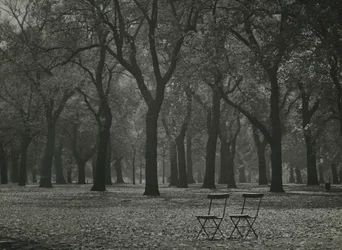 Höstens träd i Hyde Park, London