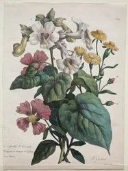 Naturhistorisk kurs, innehållande djurrikets främsta arter..., 1825.