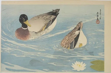 Ducks, augusti 1920