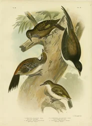 Svartstjärtad trädkrypare, 1891