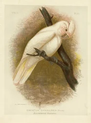 Blodfläckad kakadua, 1891