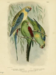 Blåkindad parakit, 1891