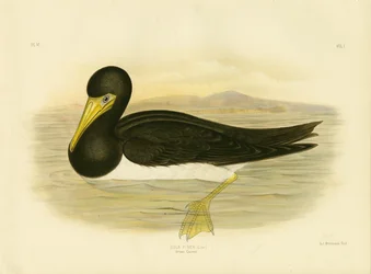 Brun sula, 1891