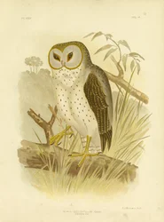 Delikat Uggla, 1891