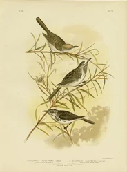 Honungsätare med full front, 1891