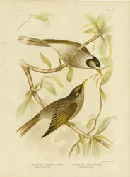 Strålande honungsätare eller bullriga gruvarbetare, 1891