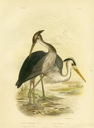Stornäbbhäger eller Dusky-Grey Häger, 1891