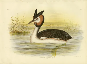 Stor dopping, 1891