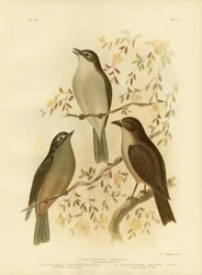 Harmonisk toprast eller grå torsk, 1891