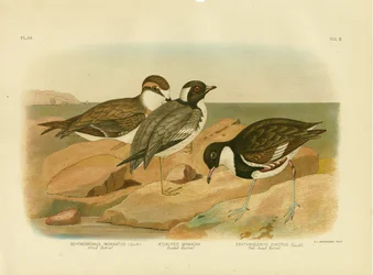 Hooded Dotterel, 1891