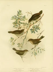 Inlandstaggnäbb eller bredstjärtad törnfågel, 1891