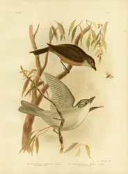 Liten torsk, 1891